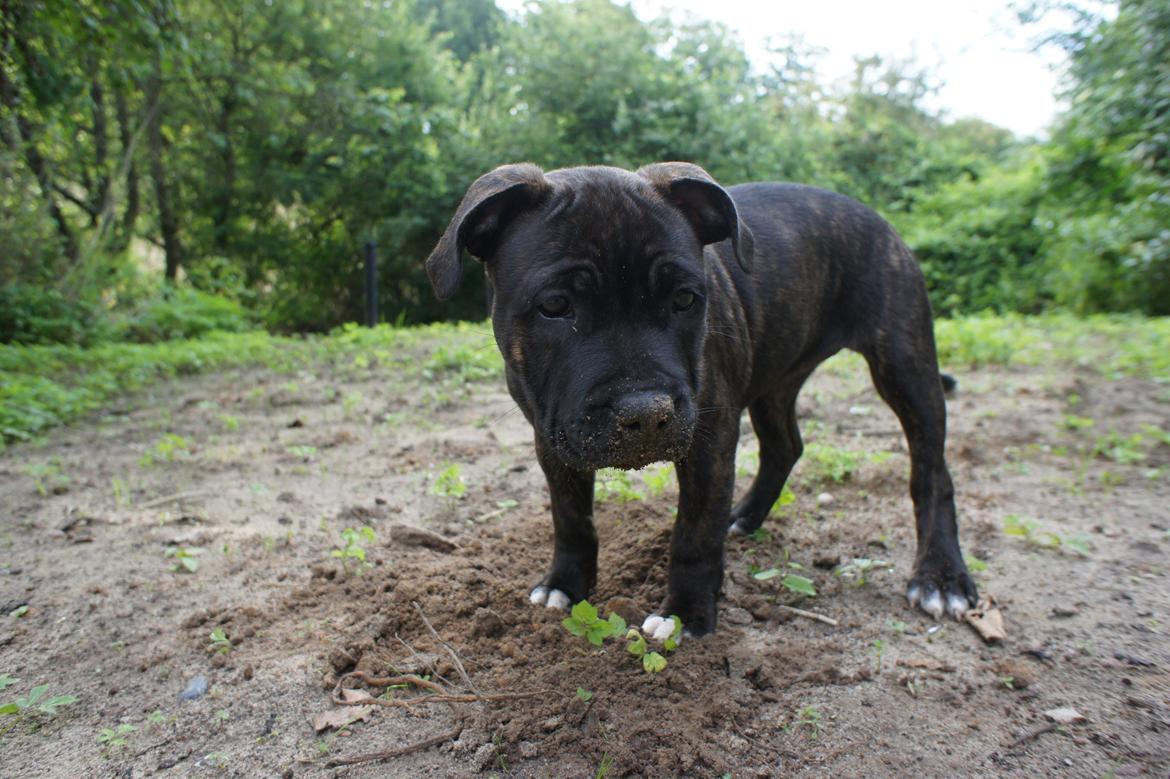 Staffordshire bull terrier Runstaffs Let's Rock Reggae billede 20