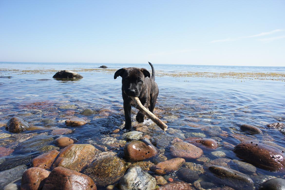 Staffordshire bull terrier Runstaffs Let's Rock Reggae billede 21