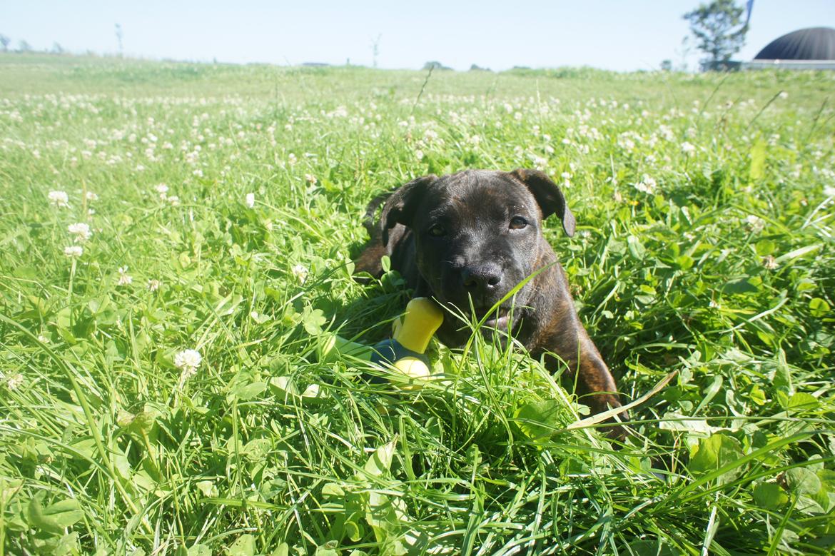 Staffordshire bull terrier Runstaffs Let's Rock Reggae billede 18