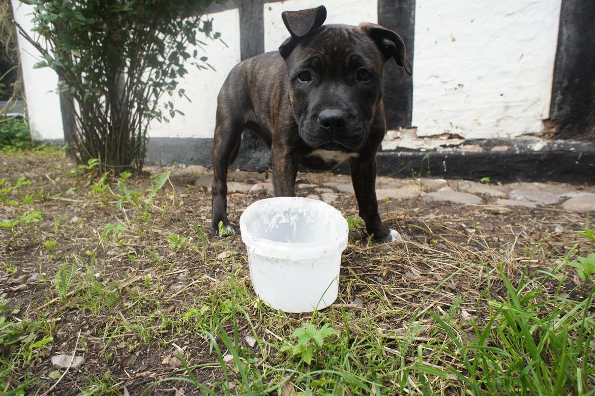 Staffordshire bull terrier Runstaffs Let's Rock Reggae billede 22