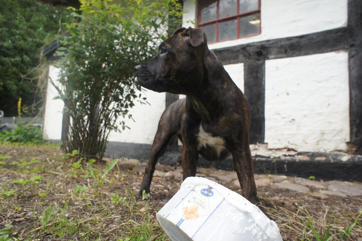 Staffordshire bull terrier Runstaffs Let's Rock Reggae billede 23