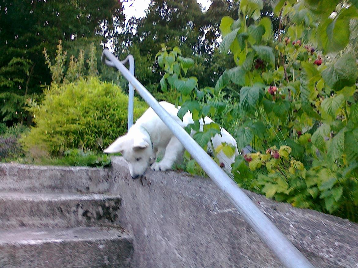 Hvid schæfer Charlie - 13 uger  billede 6