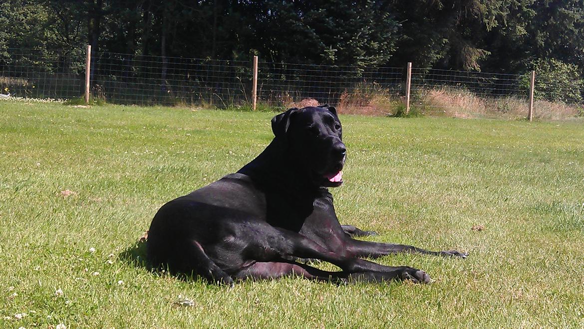 Blanding af racer  Aslan RIP billede 10