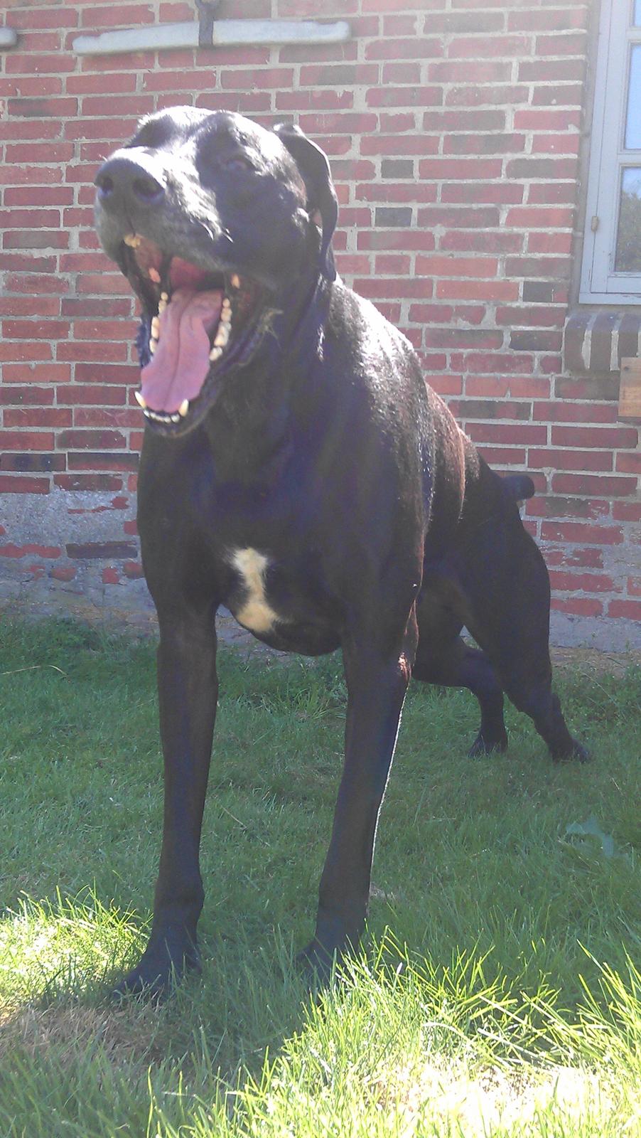 Blanding af racer  Aslan RIP billede 11