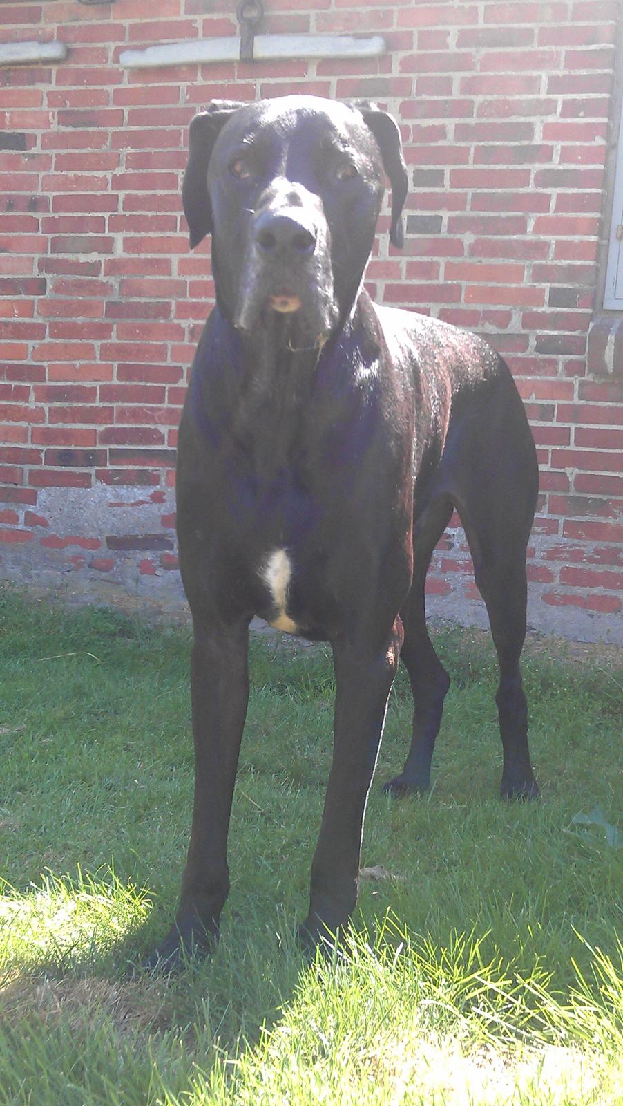 Blanding af racer  Aslan RIP billede 12