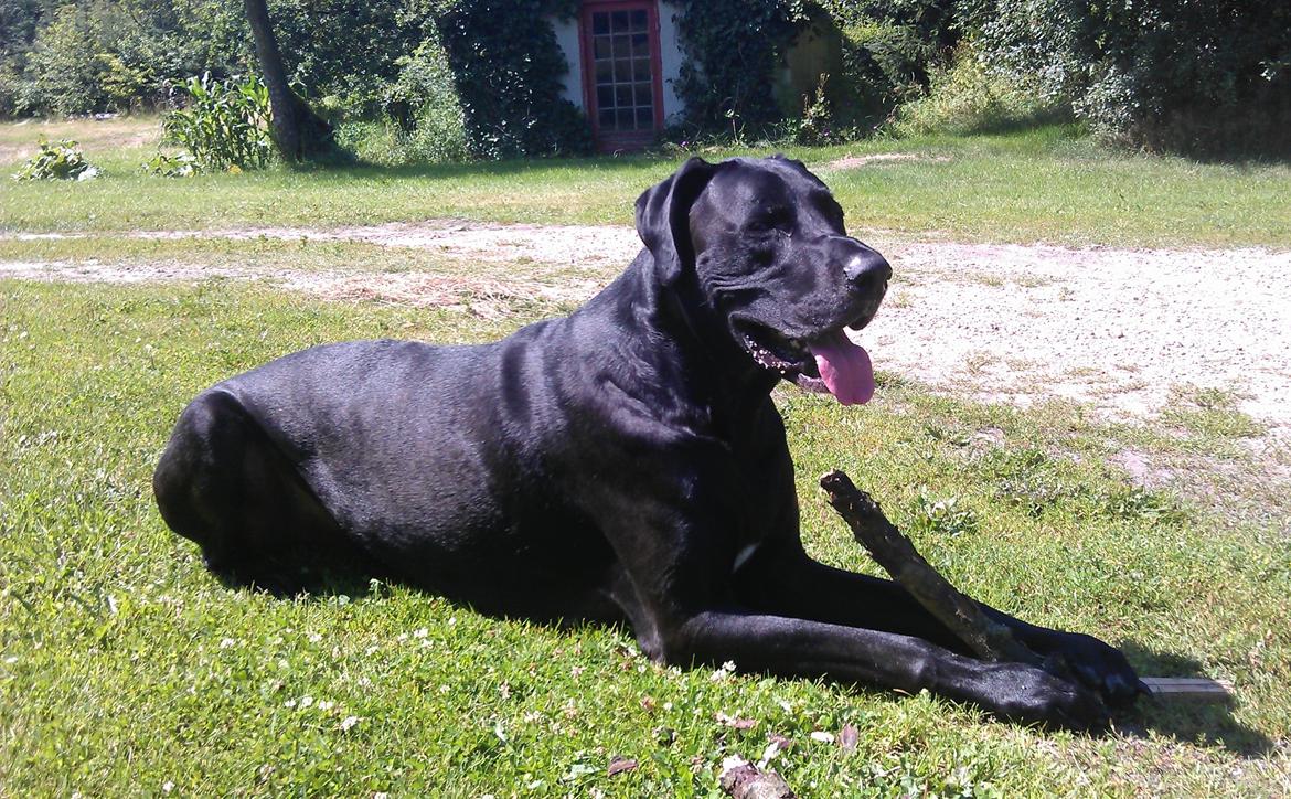 Blanding af racer  Aslan RIP billede 13