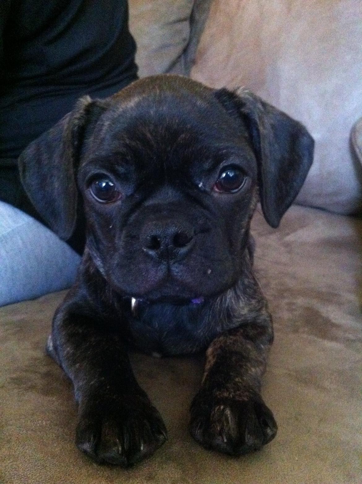 Blanding af racer Berta billede 1