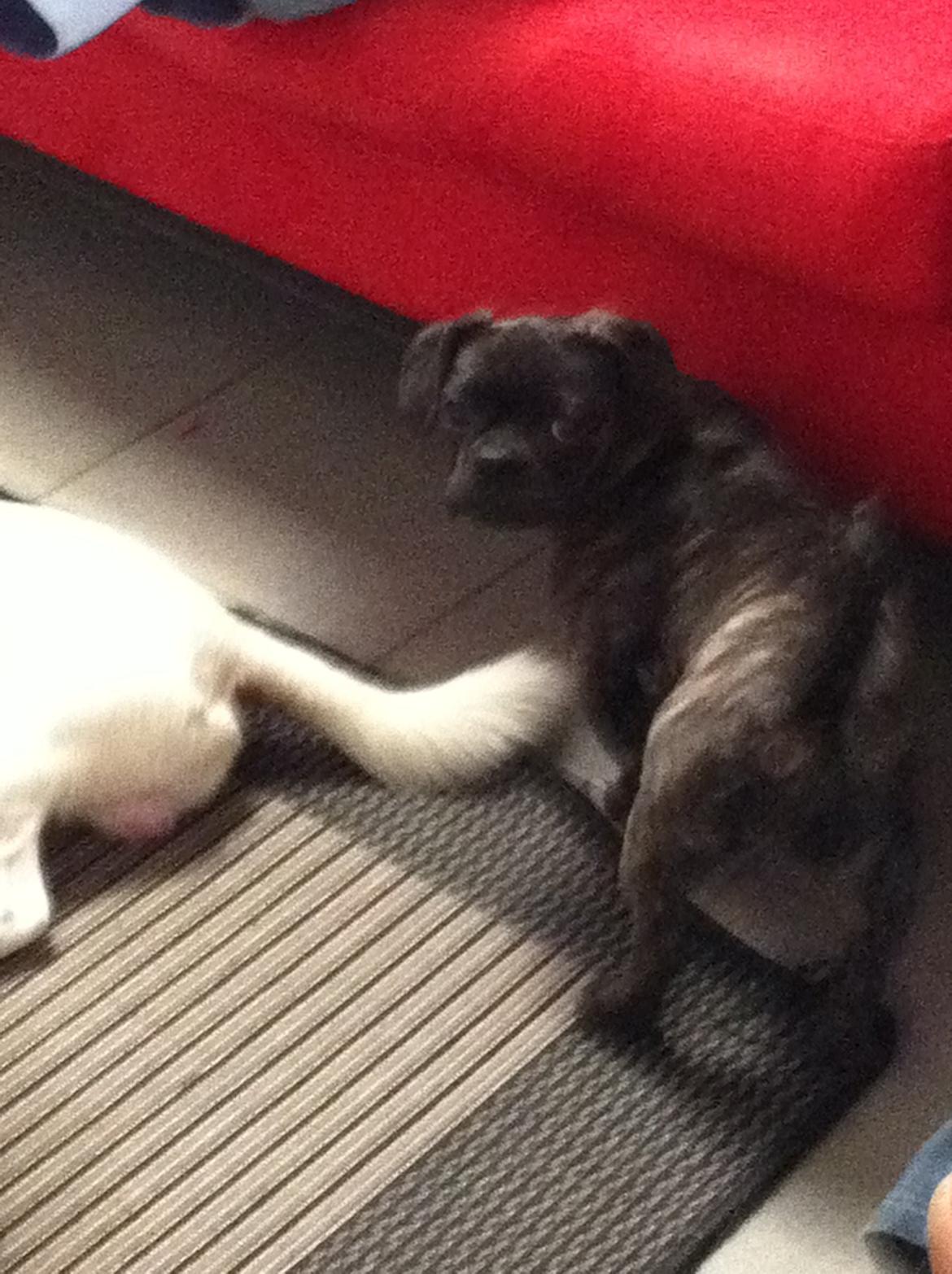 Blanding af racer Berta billede 2