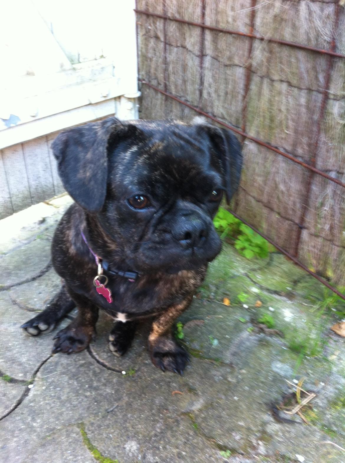 Blanding af racer Berta billede 3