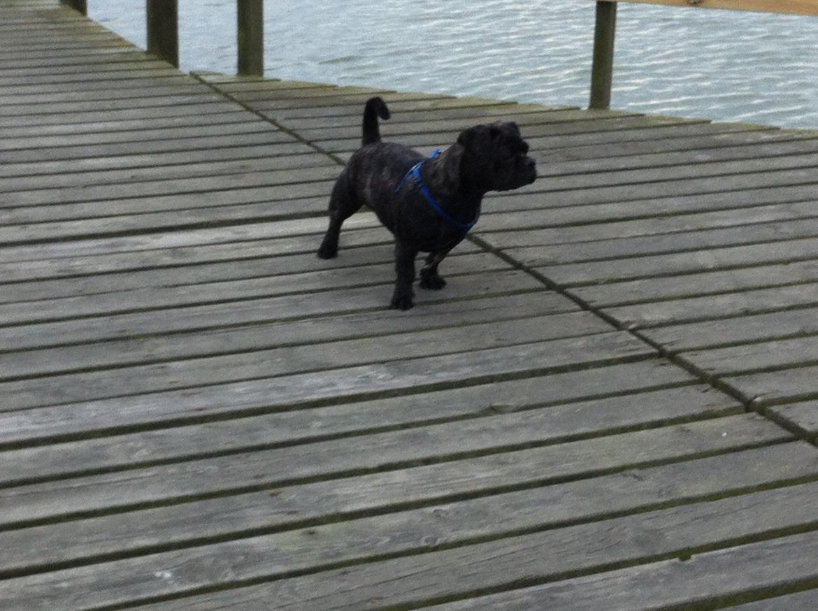 Blanding af racer Berta billede 4