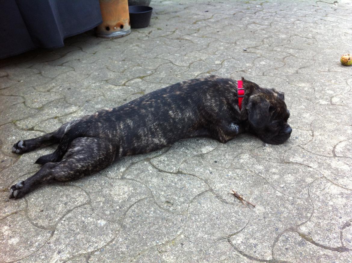 Blanding af racer Berta billede 5