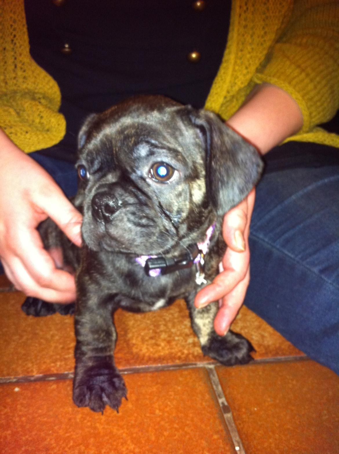 Blanding af racer Berta - første dag hos os billede 6