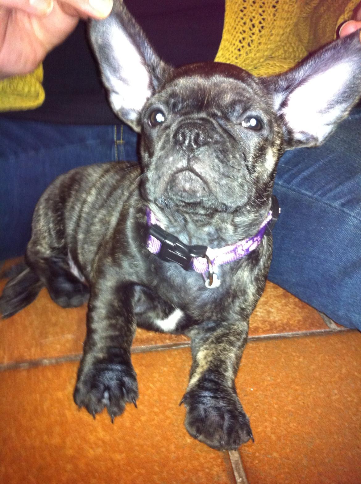 Blanding af racer Berta billede 7