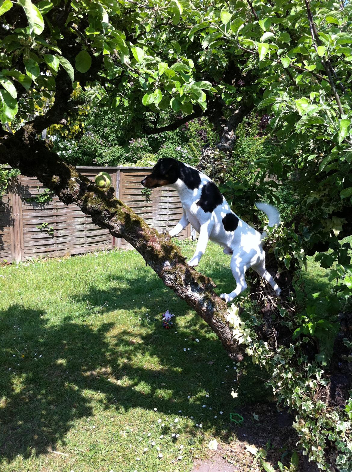 Dansk svensk gaardhund Buster - hund i balance billede 1