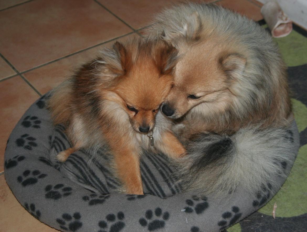 Pomeranian Maggie billede 15