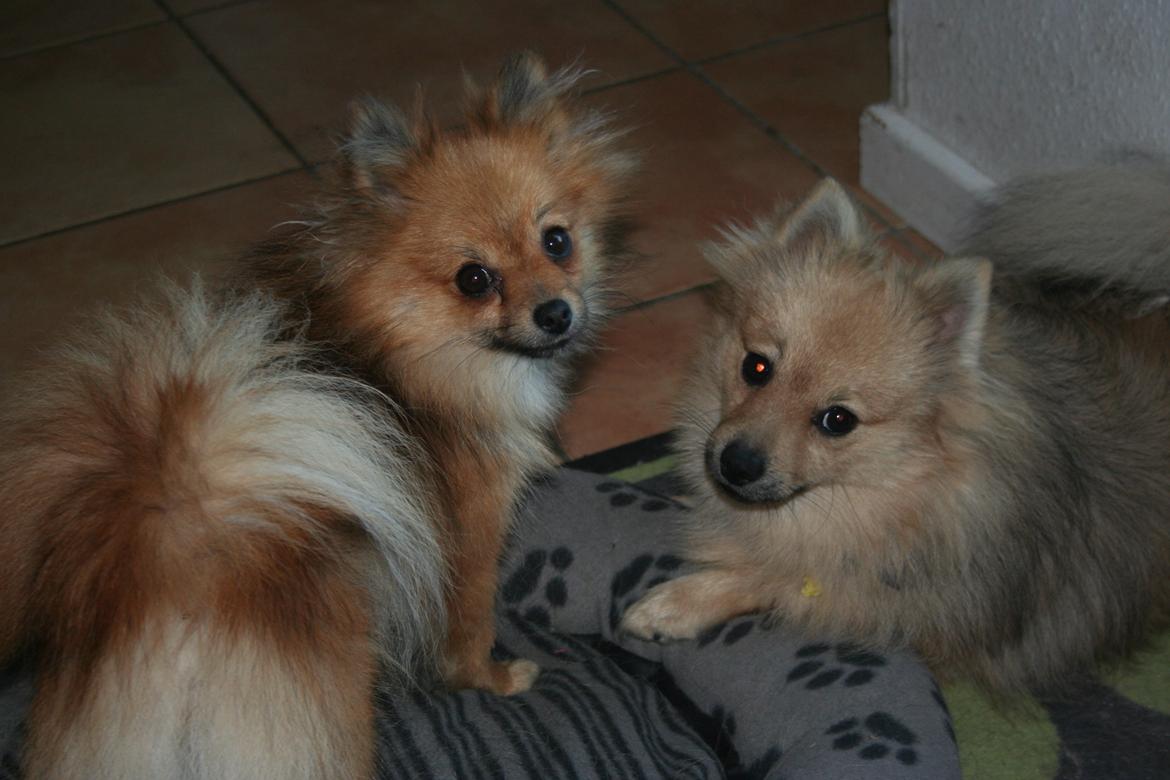 Pomeranian Maggie billede 16