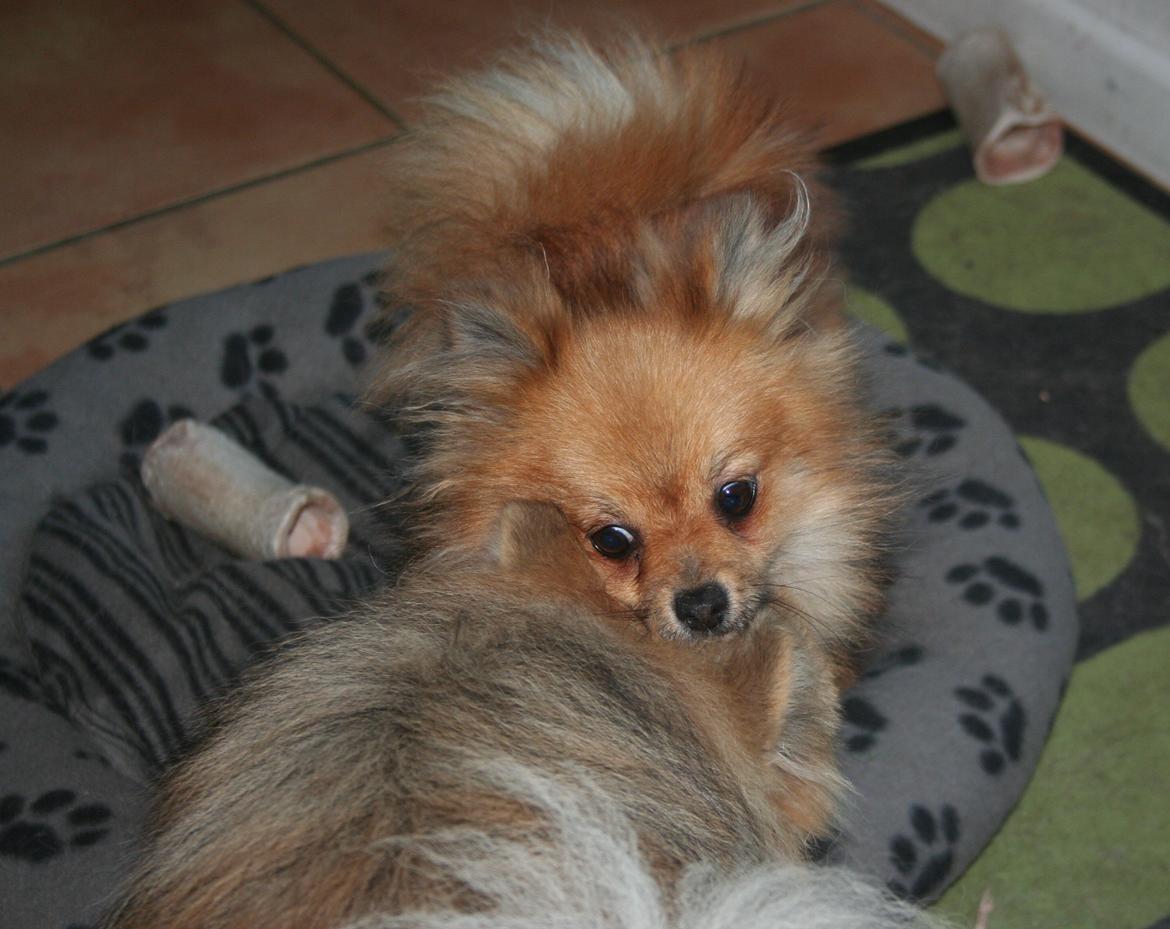 Pomeranian Maggie billede 17