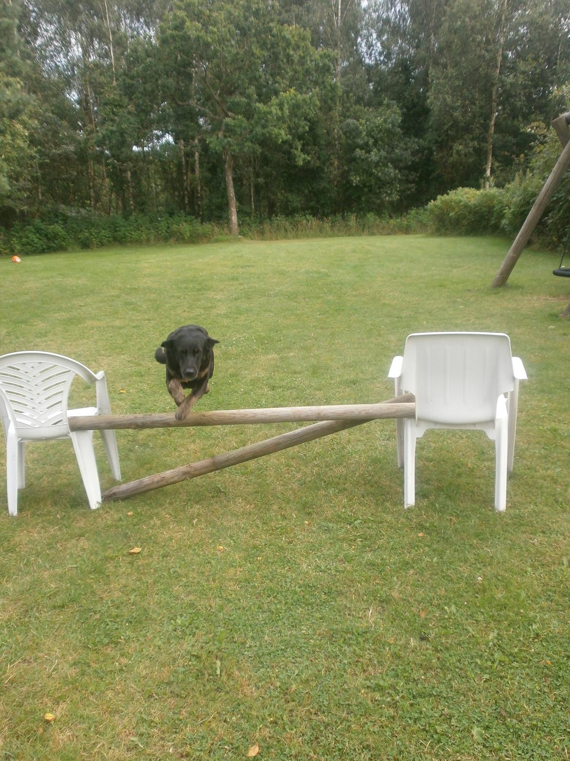 Blanding af racer Bundy billede 9