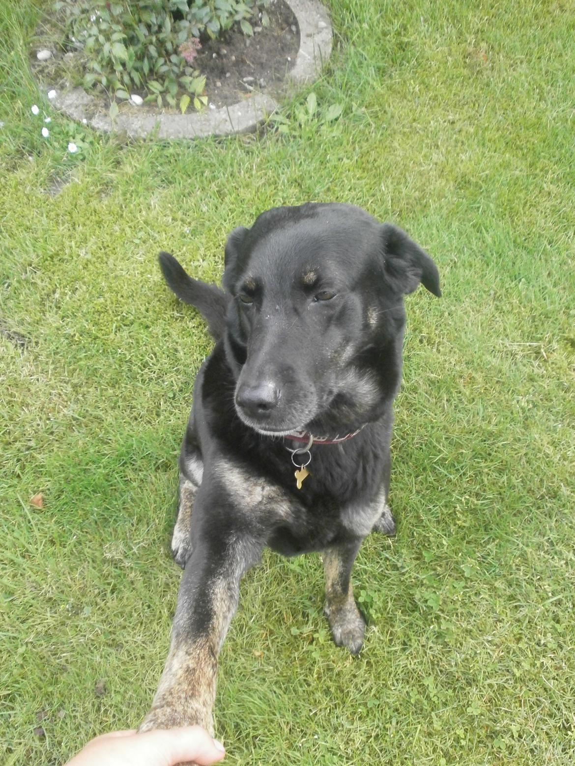 Blanding af racer Bundy billede 10