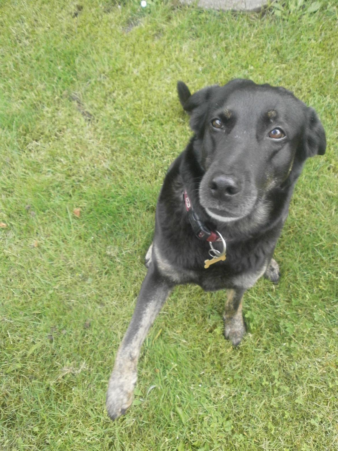 Blanding af racer Bundy billede 11