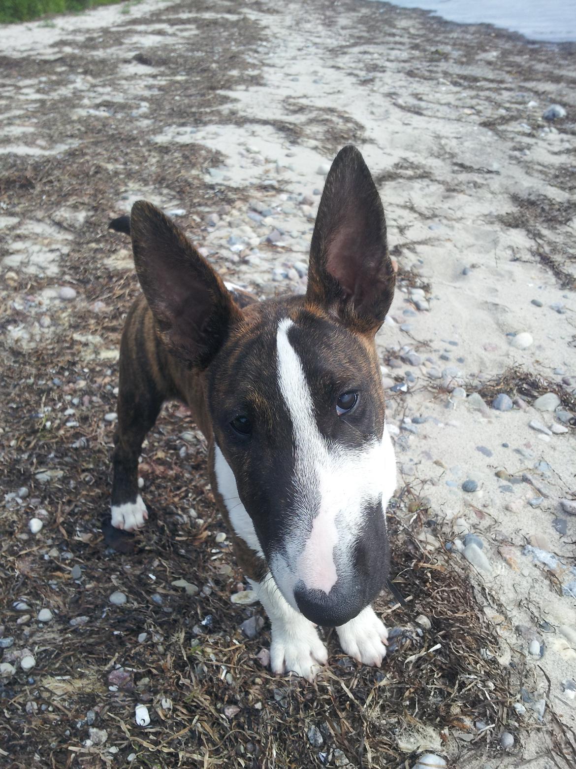 Bullterrier miniature Kenzo - Lille fyr på standen ;-)  billede 13