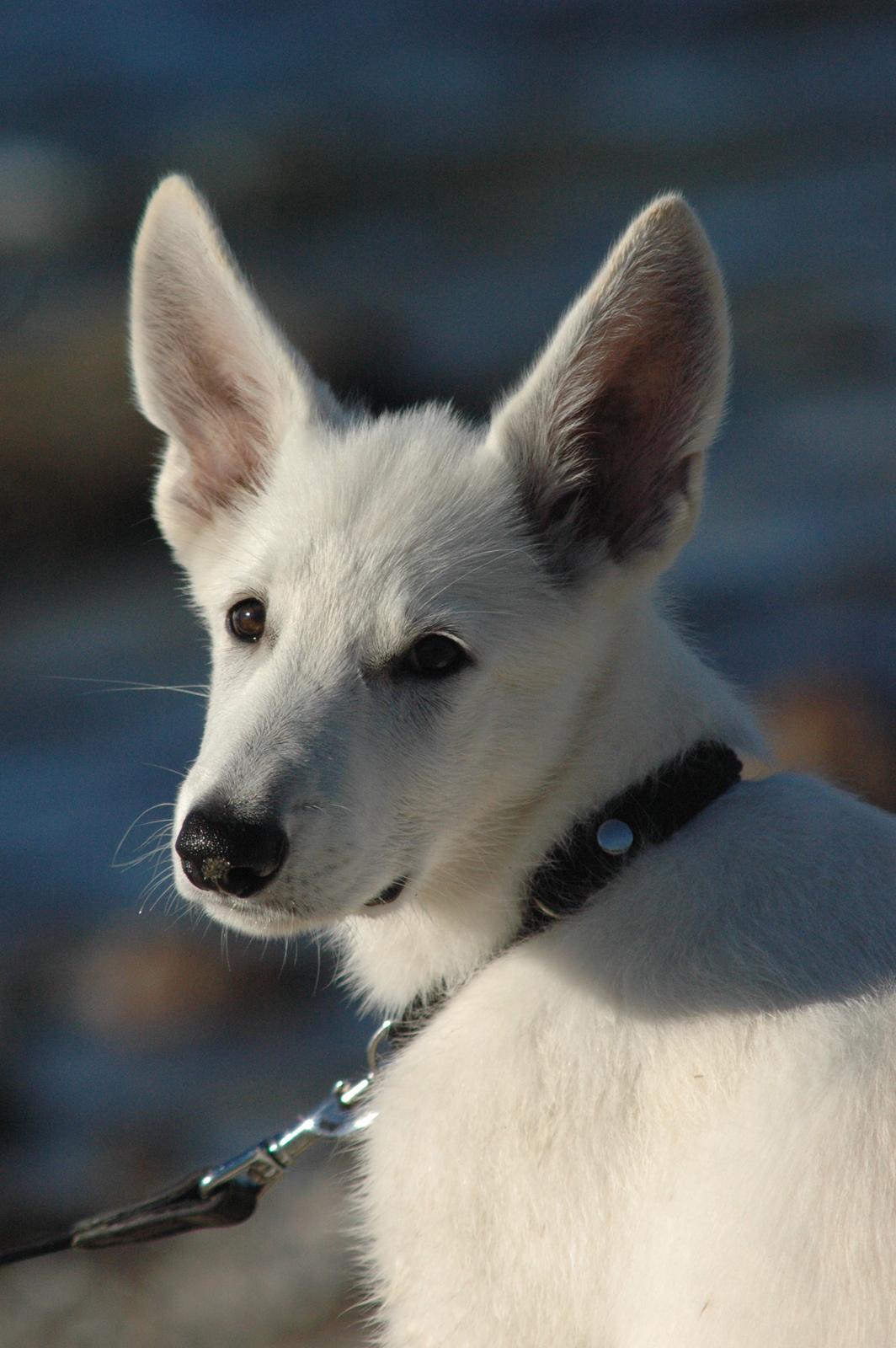 Hvid Schweizisk Hyrdehund Canto *R.I.P. Februar 2013 ;(* - August 2012 billede 7