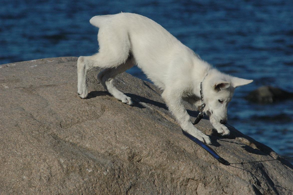 Hvid Schweizisk Hyrdehund Canto *R.I.P. Februar 2013 ;(* - August 2012 billede 8
