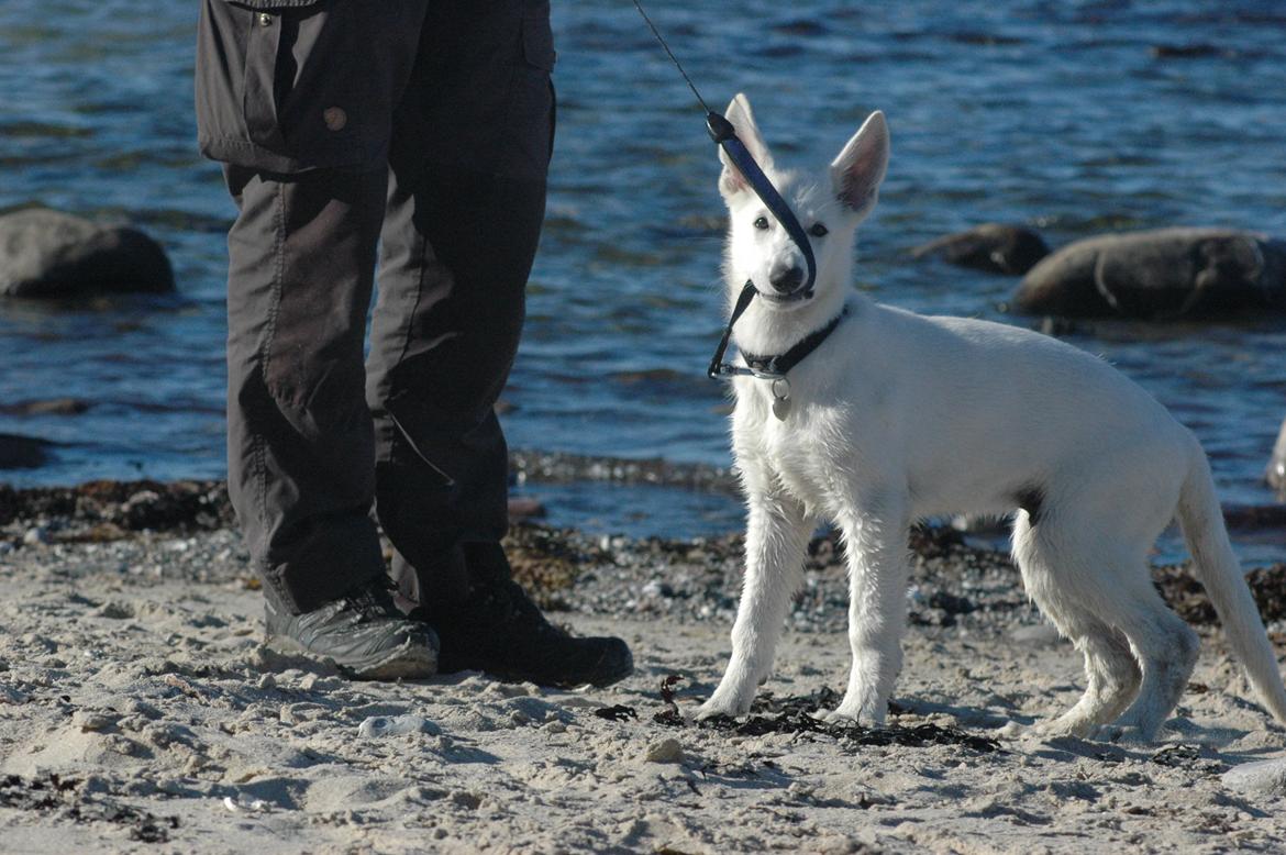 Hvid Schweizisk Hyrdehund Canto *R.I.P. Februar 2013 ;(* - August 2012 billede 13