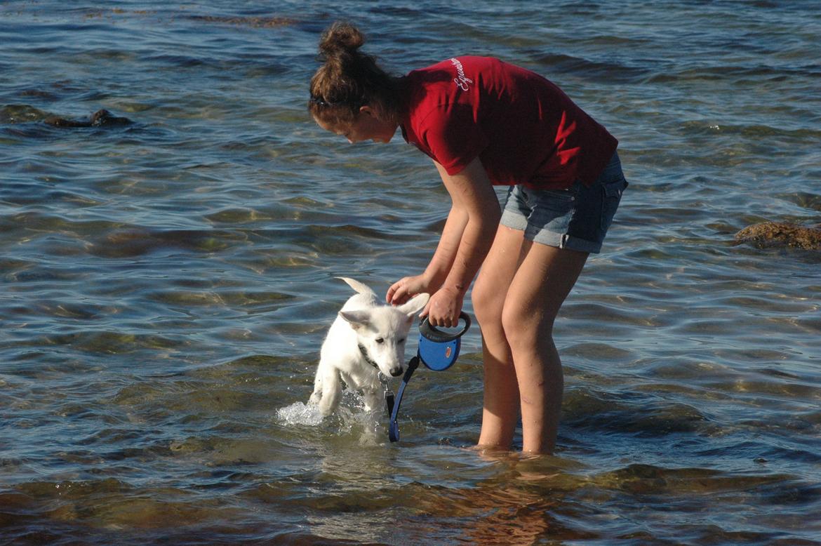 Hvid Schweizisk Hyrdehund Canto *R.I.P. Februar 2013 ;(* - August 2012 billede 11