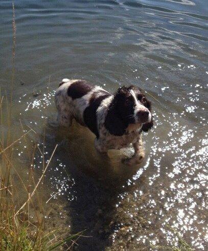 Engelsk springer spaniel Oscar  31.01.1999 - 08.02.2013 - 11. august 2012 billede 3