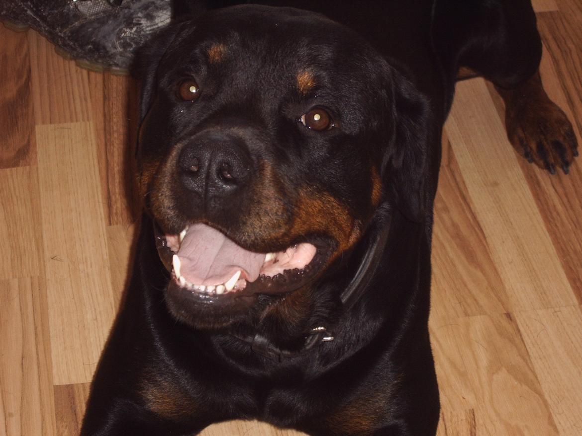 Rottweiler Vom Hause Eisengaurd Diesel billede 1