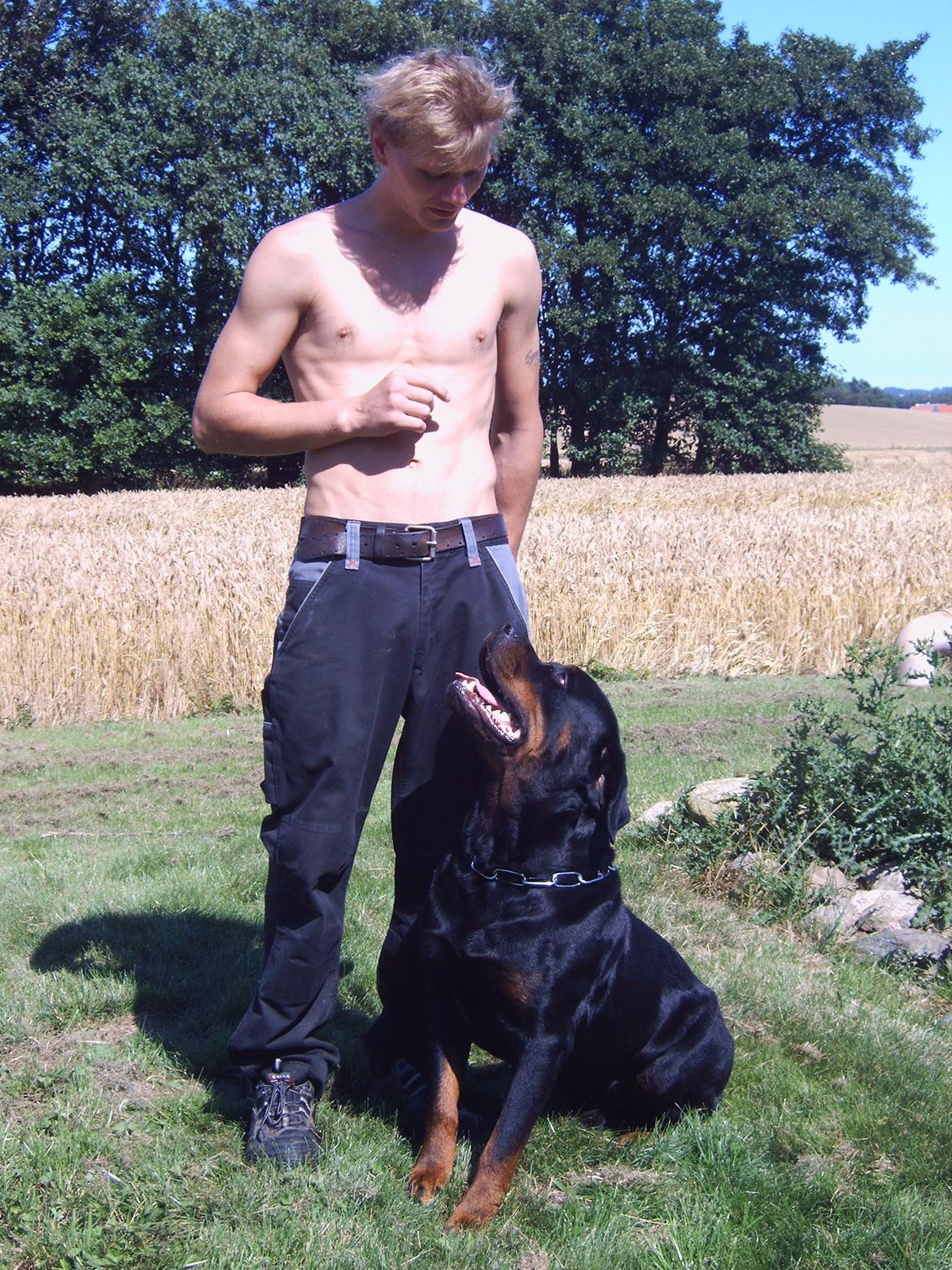 Rottweiler Vom Hause Eisengaurd Diesel billede 2