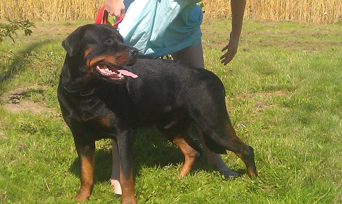 Rottweiler Vom Hause Eisengaurd Diesel billede 4