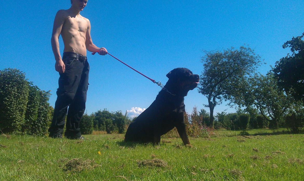 Rottweiler Vom Hause Eisengaurd Diesel billede 5