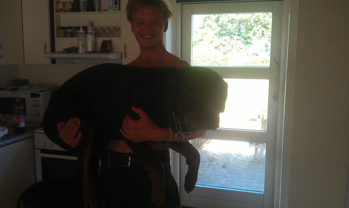 Rottweiler Vom Hause Eisengaurd Diesel billede 6