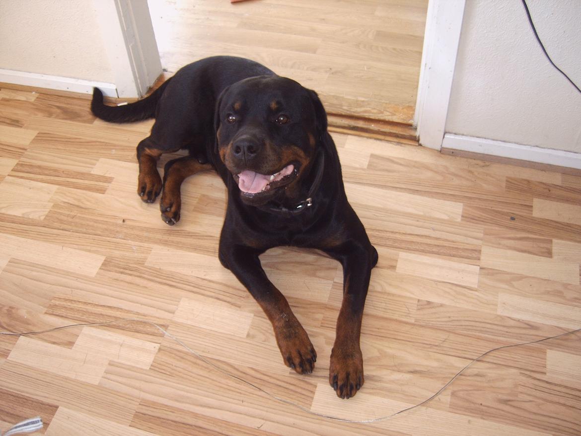 Rottweiler Vom Hause Eisengaurd Diesel billede 7