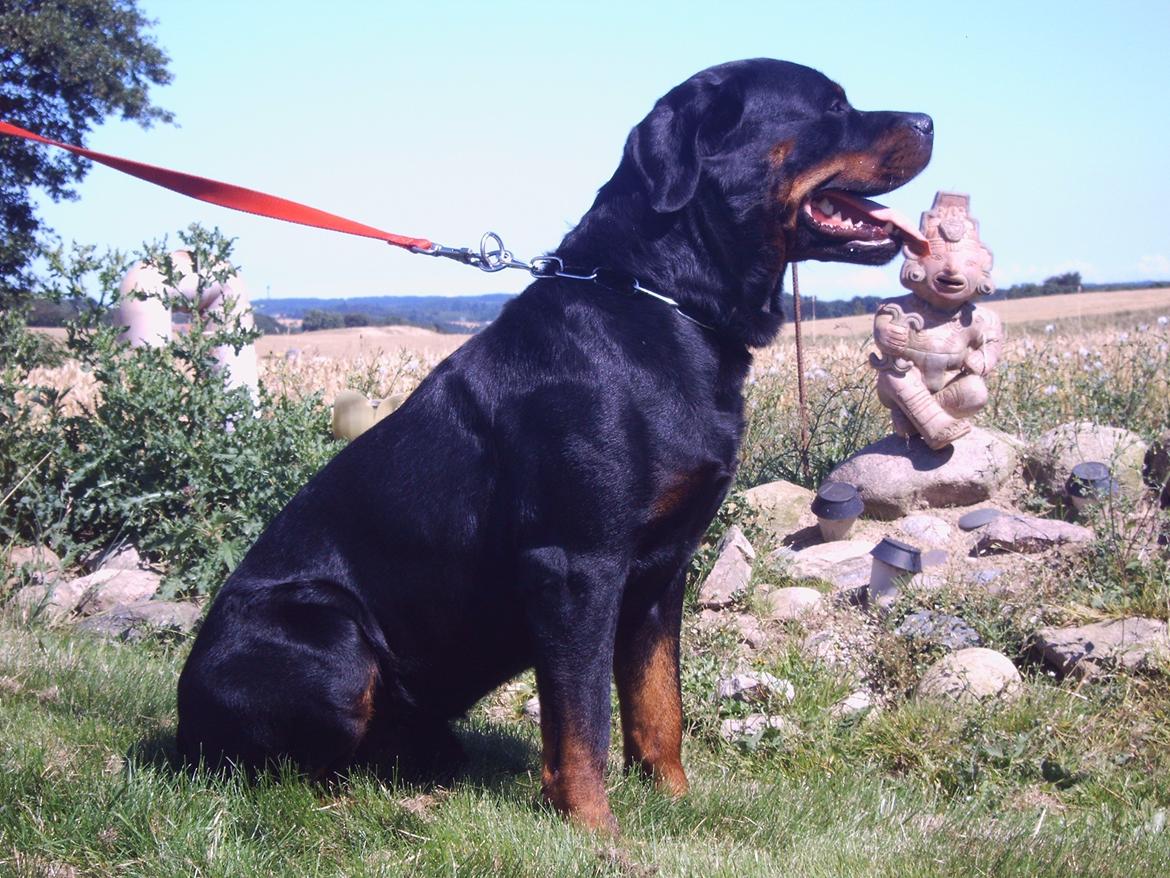 Rottweiler Vom Hause Eisengaurd Diesel billede 8