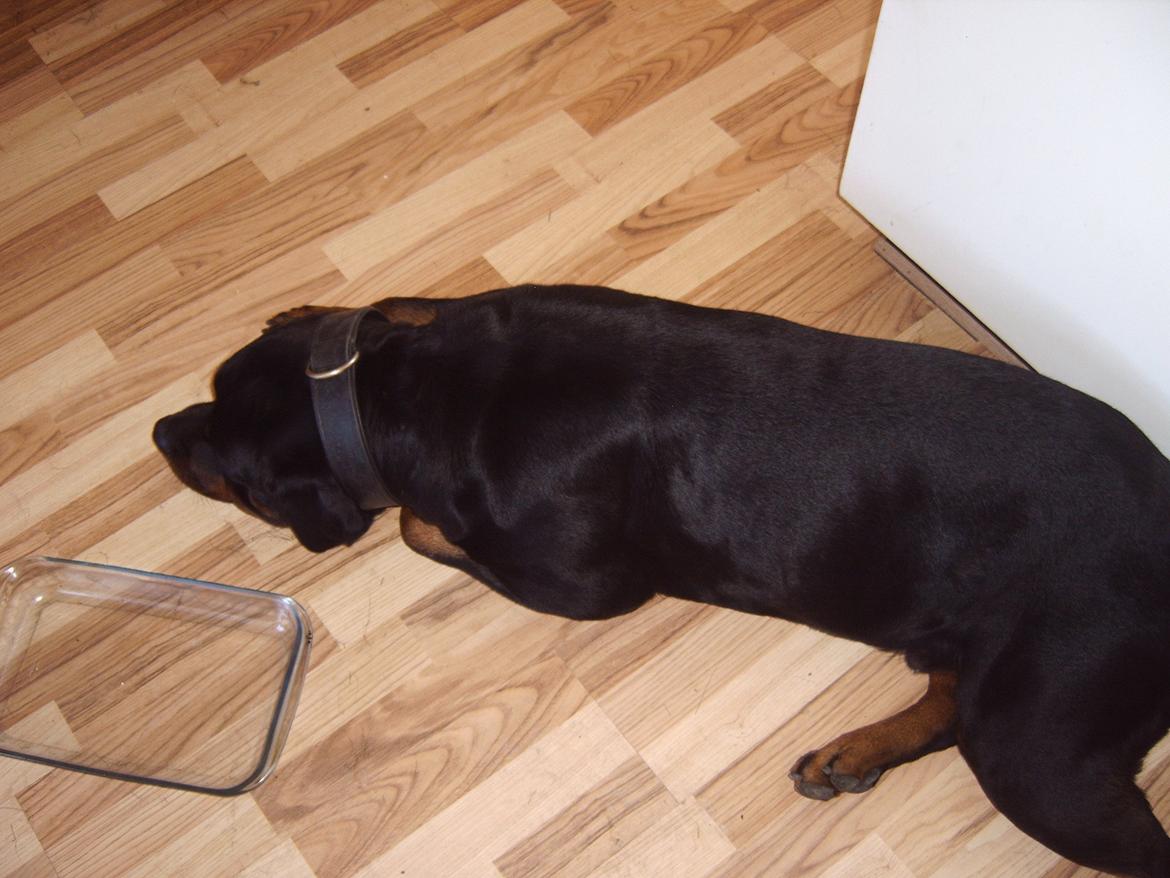 Rottweiler Vom Hause Eisengaurd Diesel billede 9