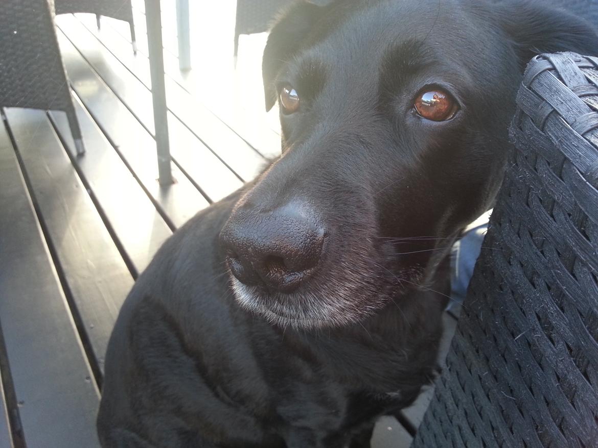 Labrador retriever Bella (Tidl. hund) - :-( - Ja, bedårende:-) billede 8