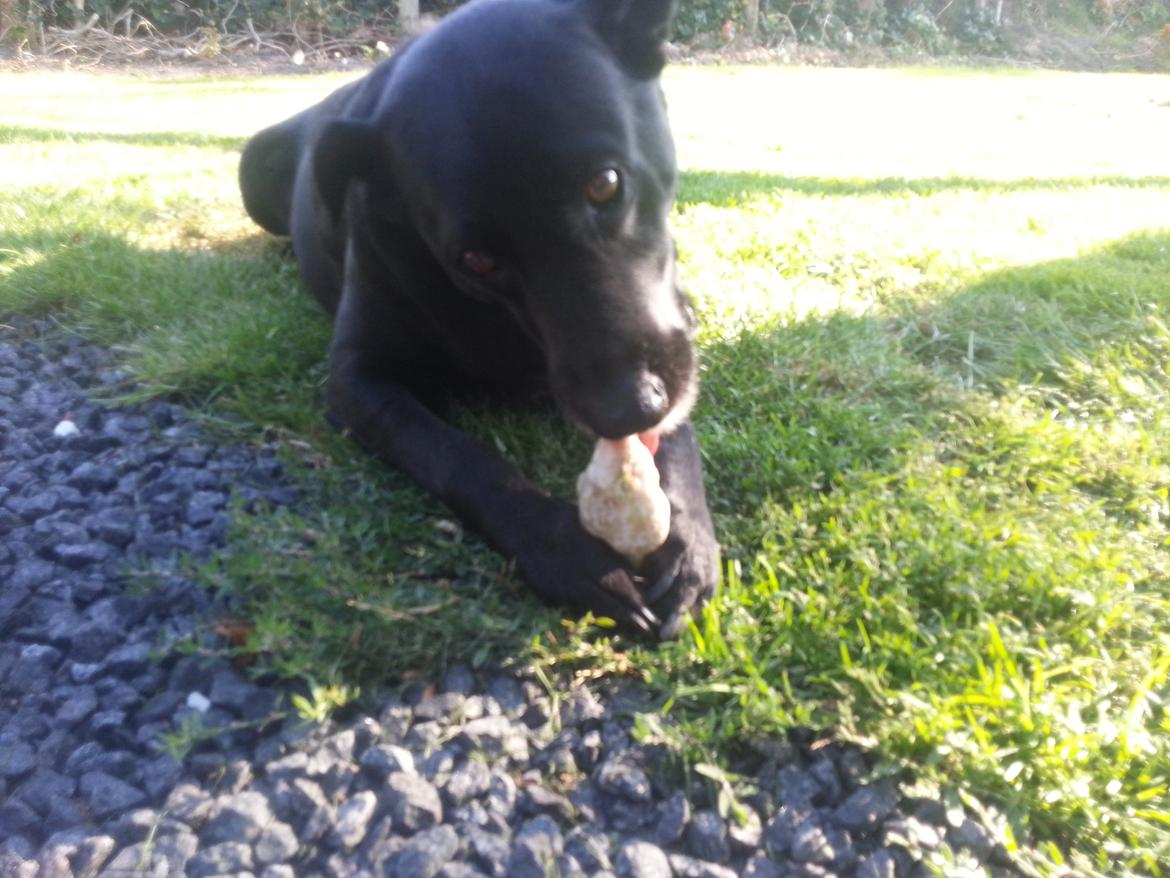 Labrador retriever Bella (Tidl. hund) - :-( - Rigtig lækkert ben jeg har fået mig her! Det skal bare holdes fast i :-) billede 1