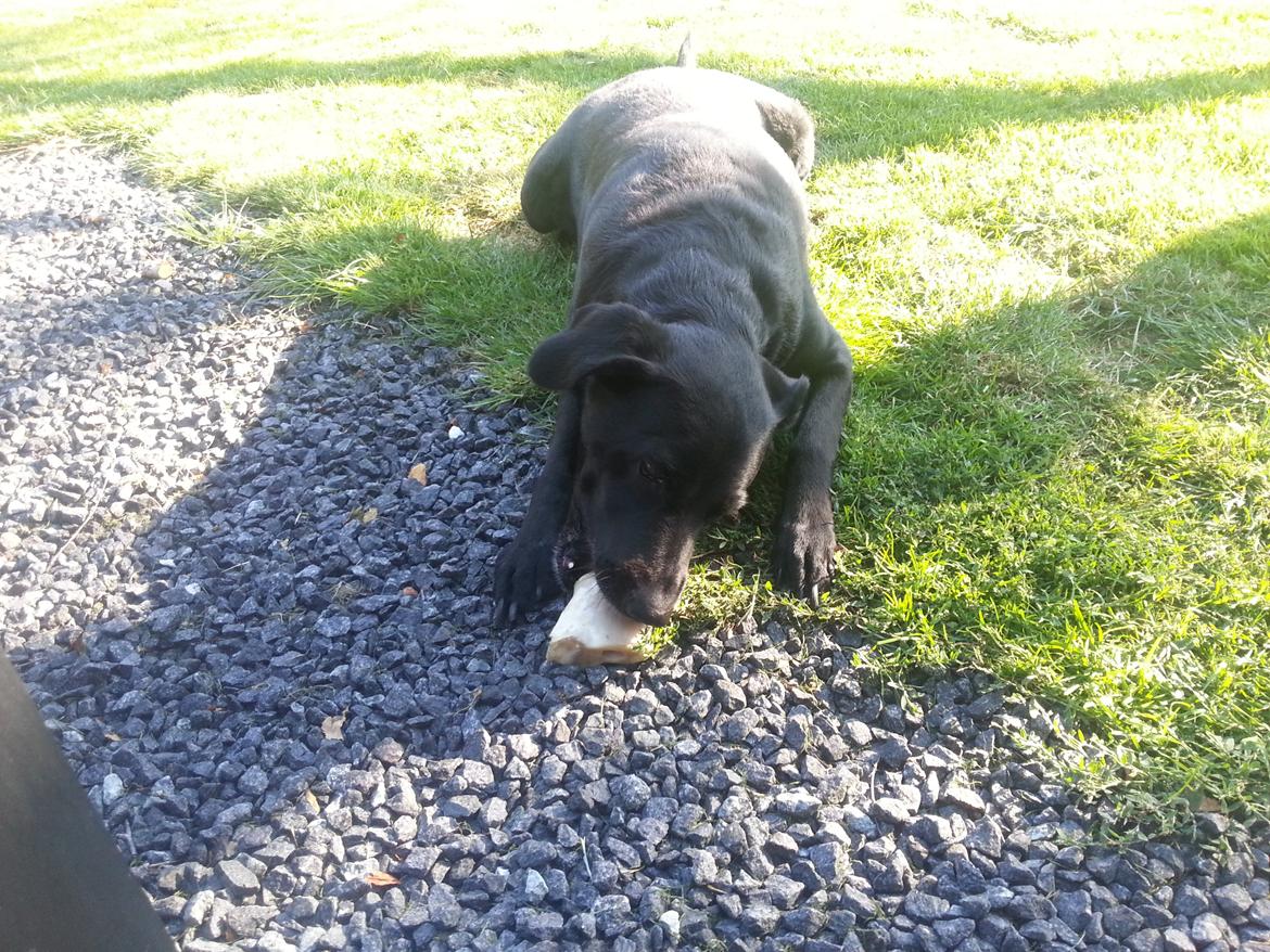 Labrador retriever Bella (Tidl. hund) - :-( - Mmmh:-) billede 9