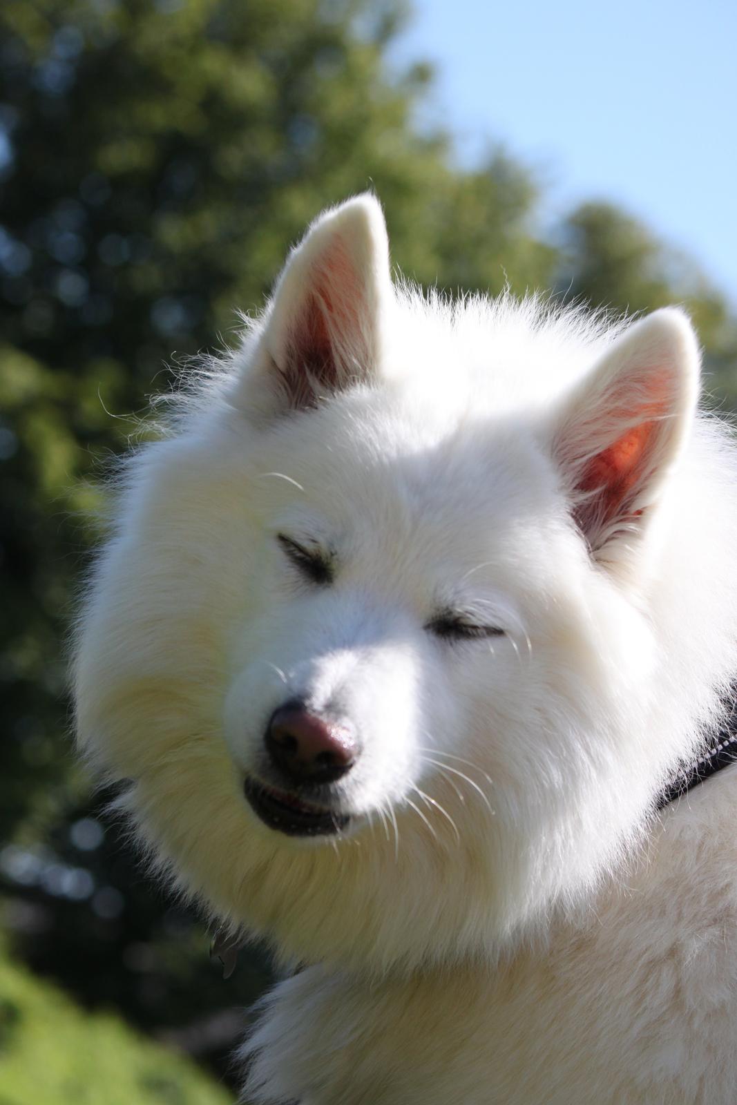 Samojedhund Chiva - Juli 2012.
Min smukke pige har rundet de 3 år. billede 17