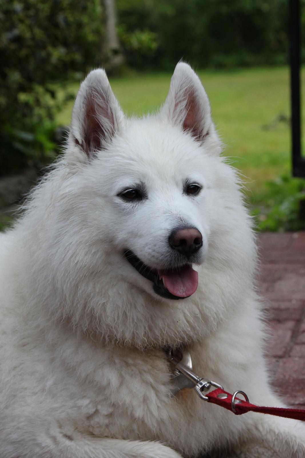 Samojedhund Chiva - Min smukke prinsesse i sommerhus 2012. 
Hun syntes at det var unfair at hun ikke måtte løbe løs mens vi rende rundt og gjorde rent... billede 18