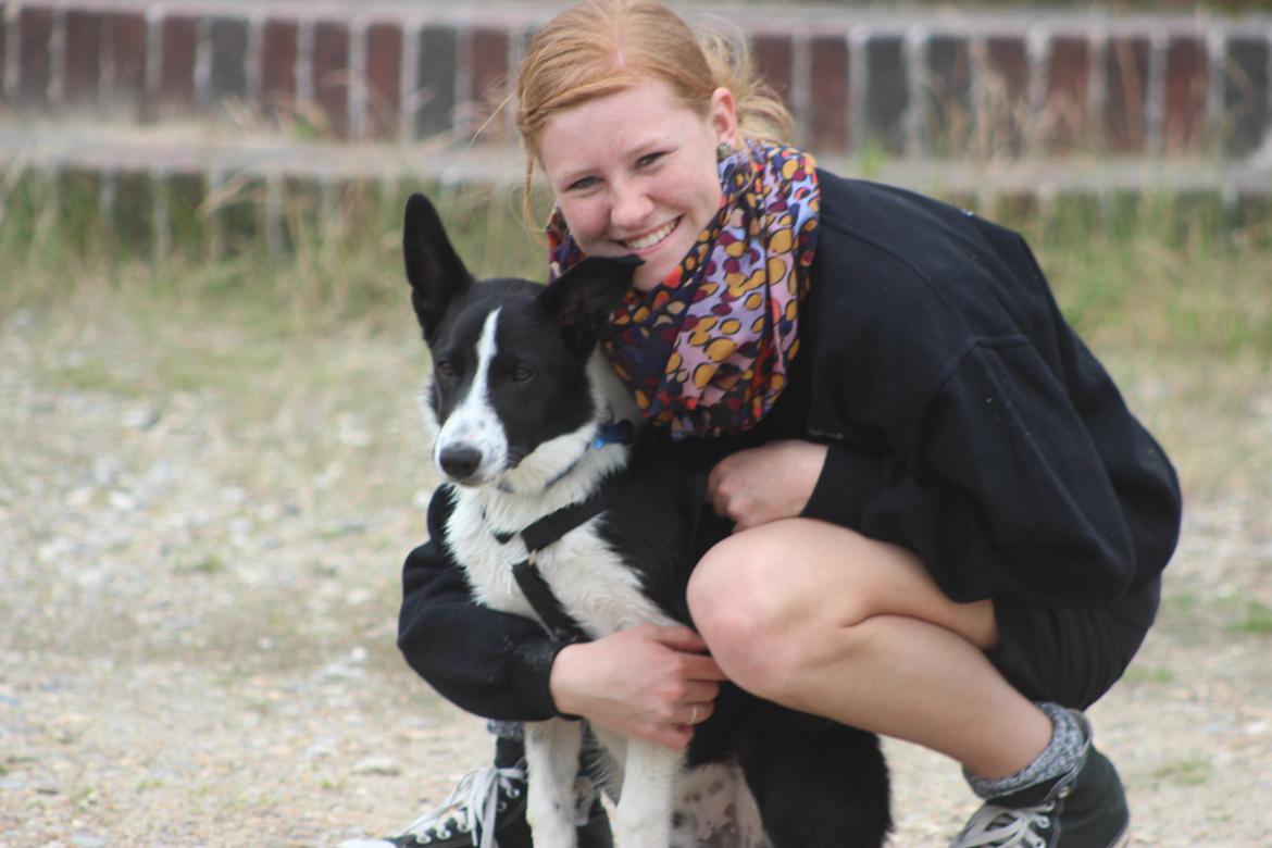 Border collie Balto - Baltos fede ferie ved Vesterhavet. Han kom over og besøgte mig da jeg var på ferie derovre :-) billede 1