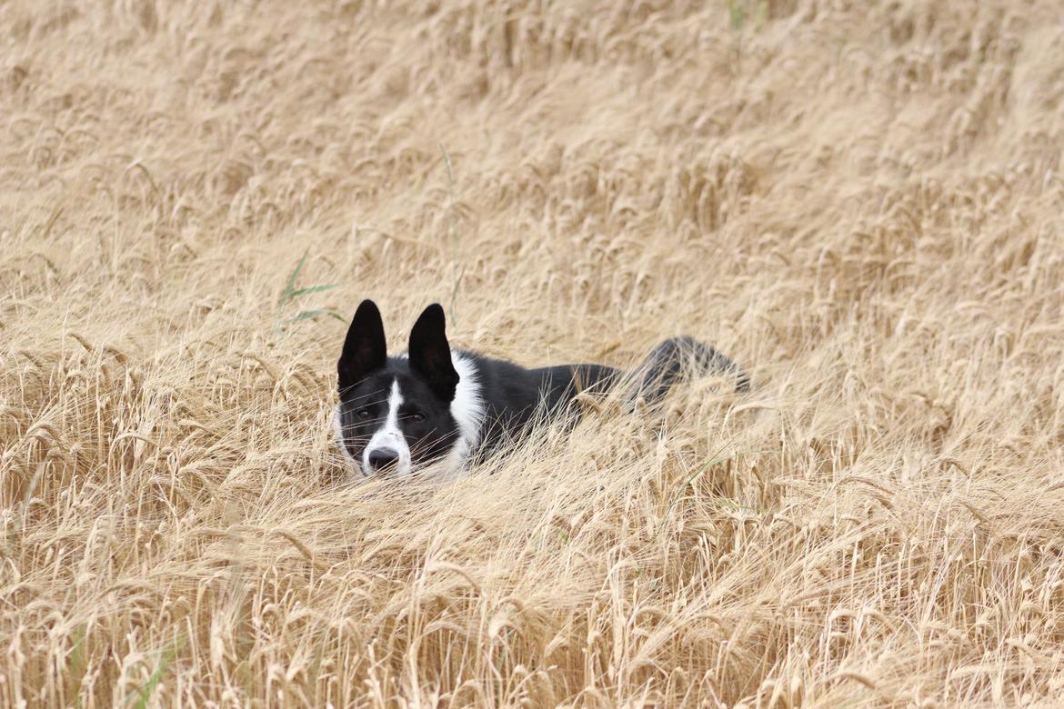 Border collie Balto - Balto holder meget af at "dykke" i kornmarkerne :-) billede 7