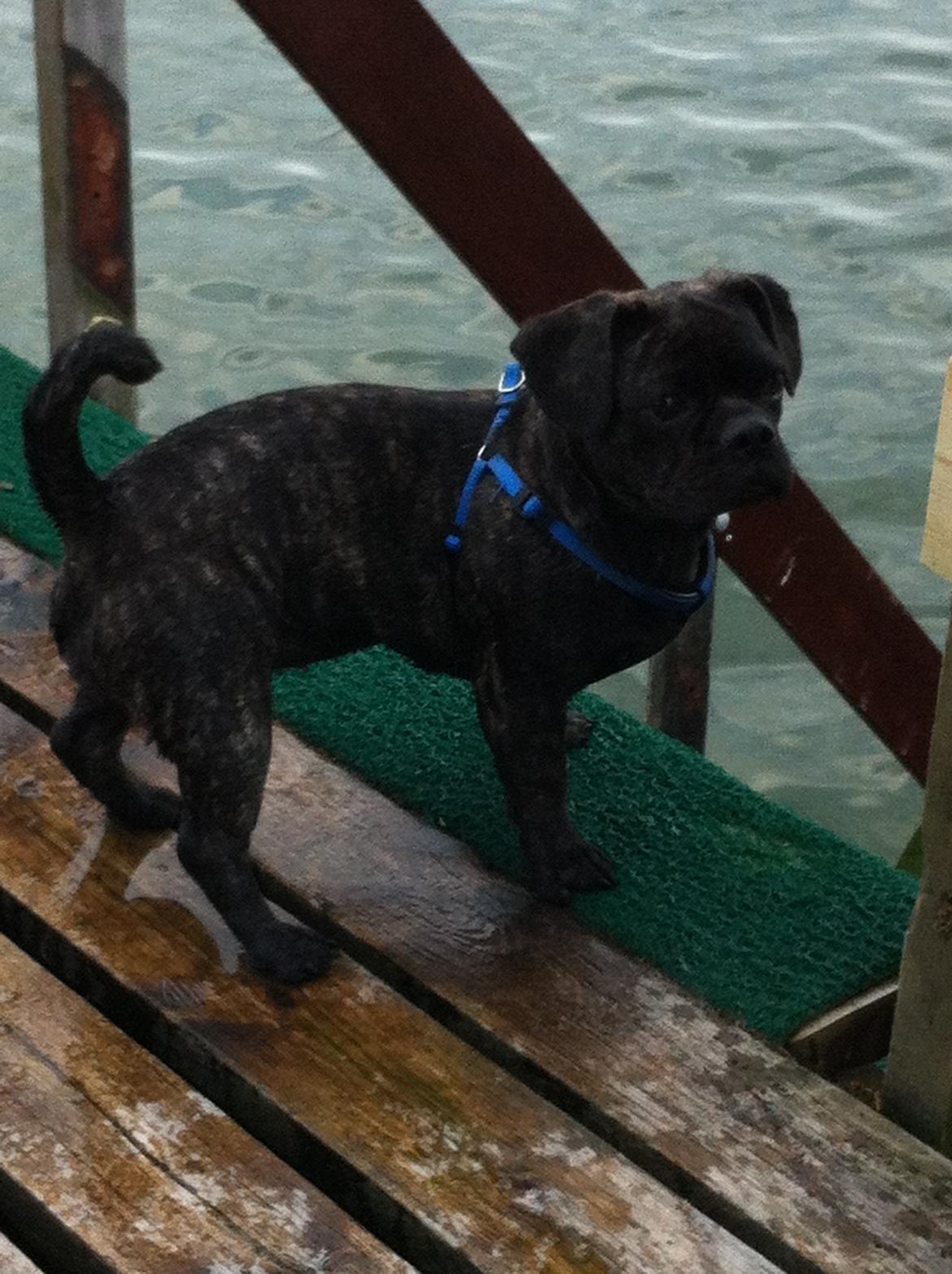 Blanding af racer Berta billede 8