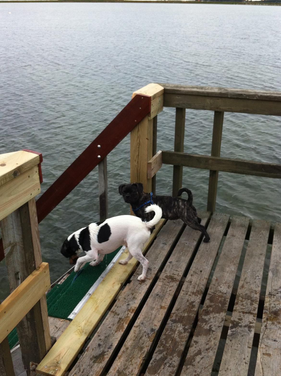 Blanding af racer Berta billede 9