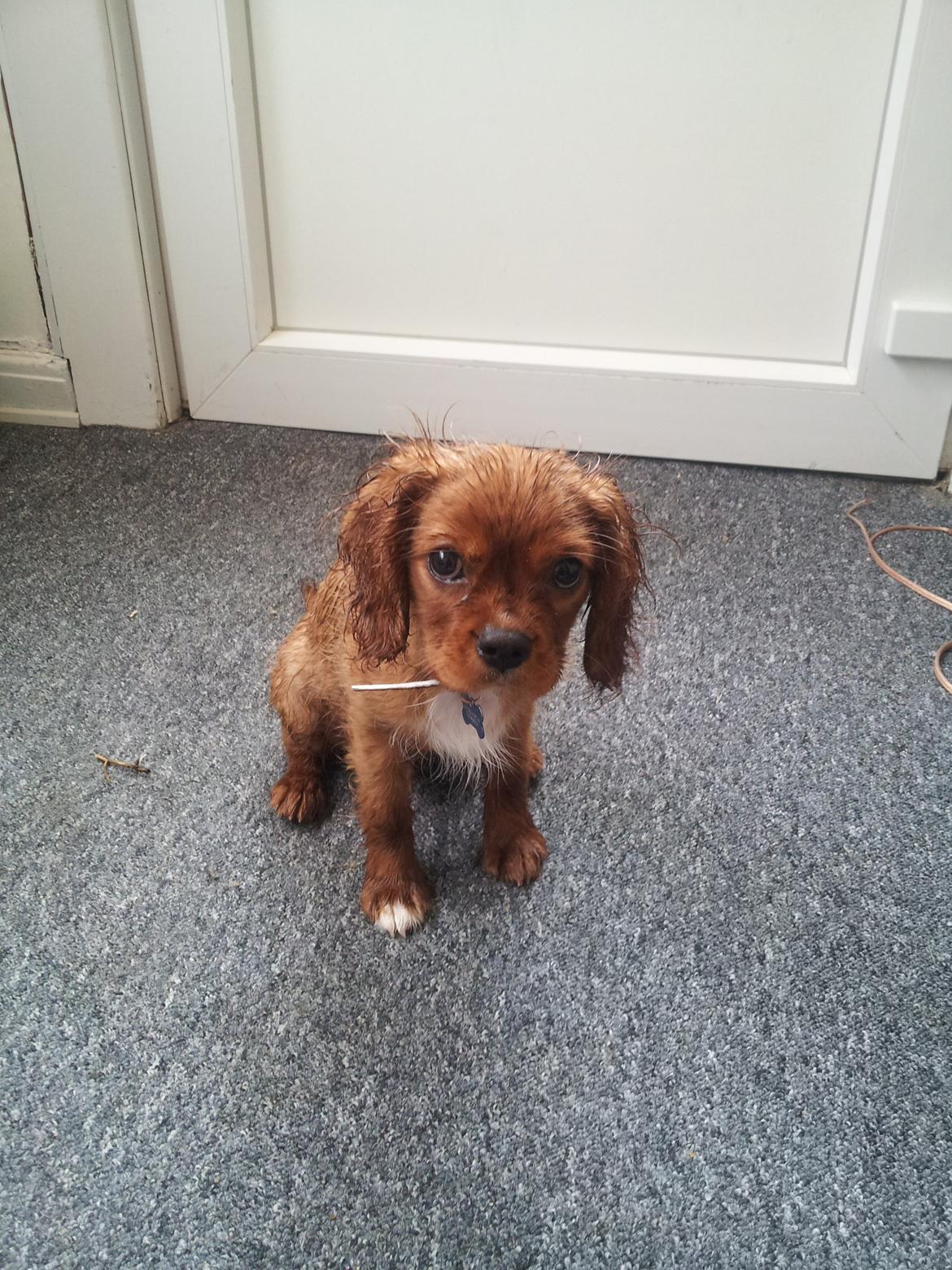 Cavalier king charles spaniel Morgan billede 1