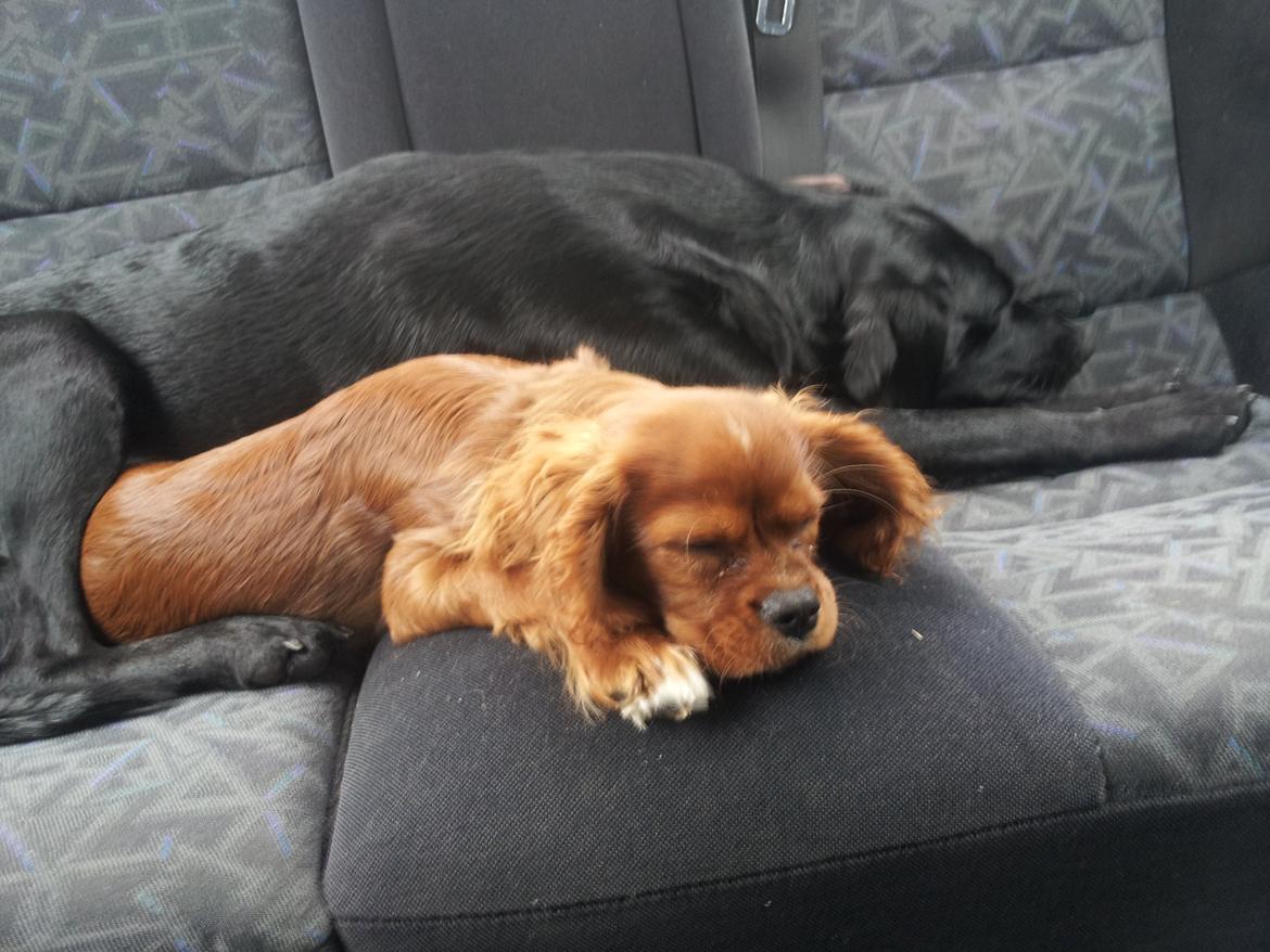 Cavalier king charles spaniel Morgan billede 2