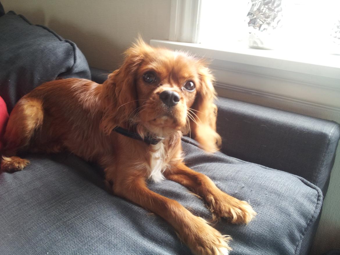 Cavalier king charles spaniel Morgan billede 3